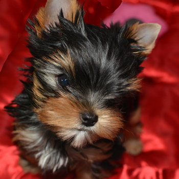 AKC Champion Parents picture of two yorkie puppy girls for sale playing